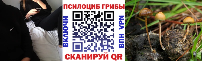 закладки Новодвинск Галлюциногенные грибы Magic Shrooms
